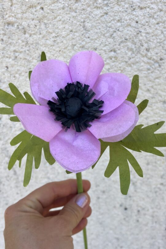 Anémone de papier de soie lilas