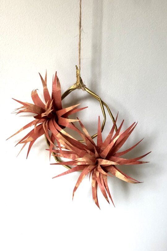 Duo de tillandsias orangé