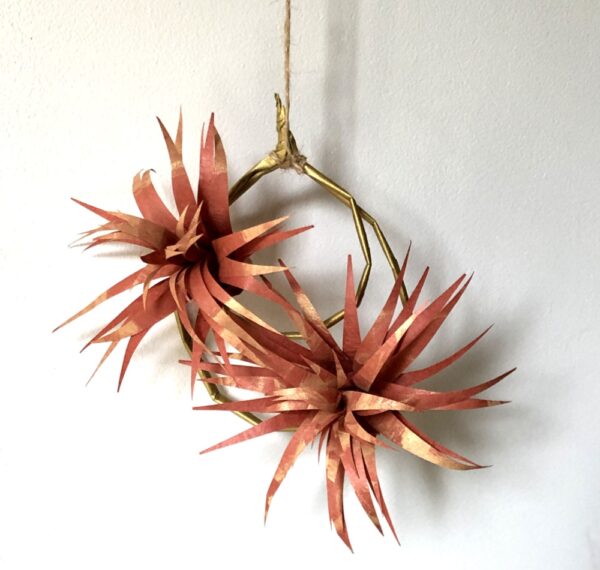 Duo de tillandsias orangé