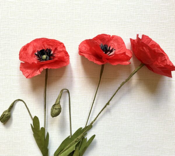 Coquelicots de papier de soie
