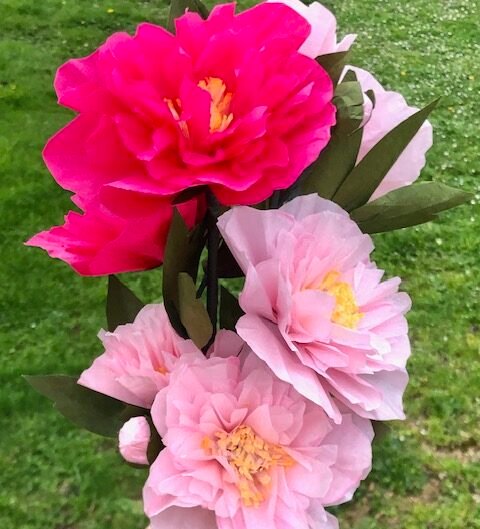pivoines roses