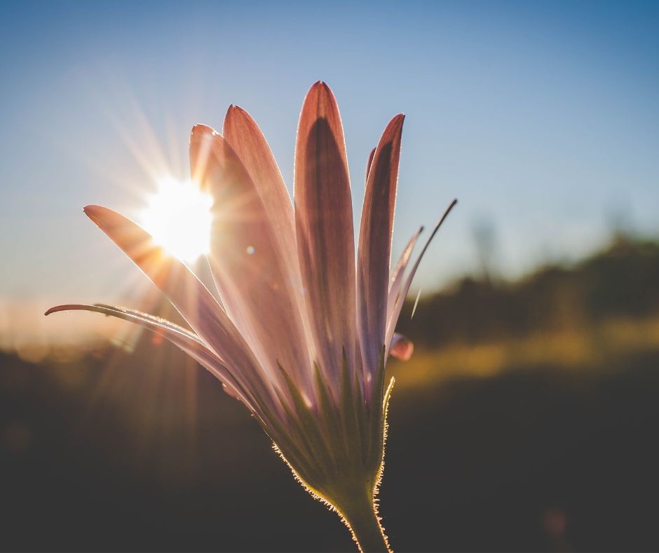 Marguerite sous le soleil