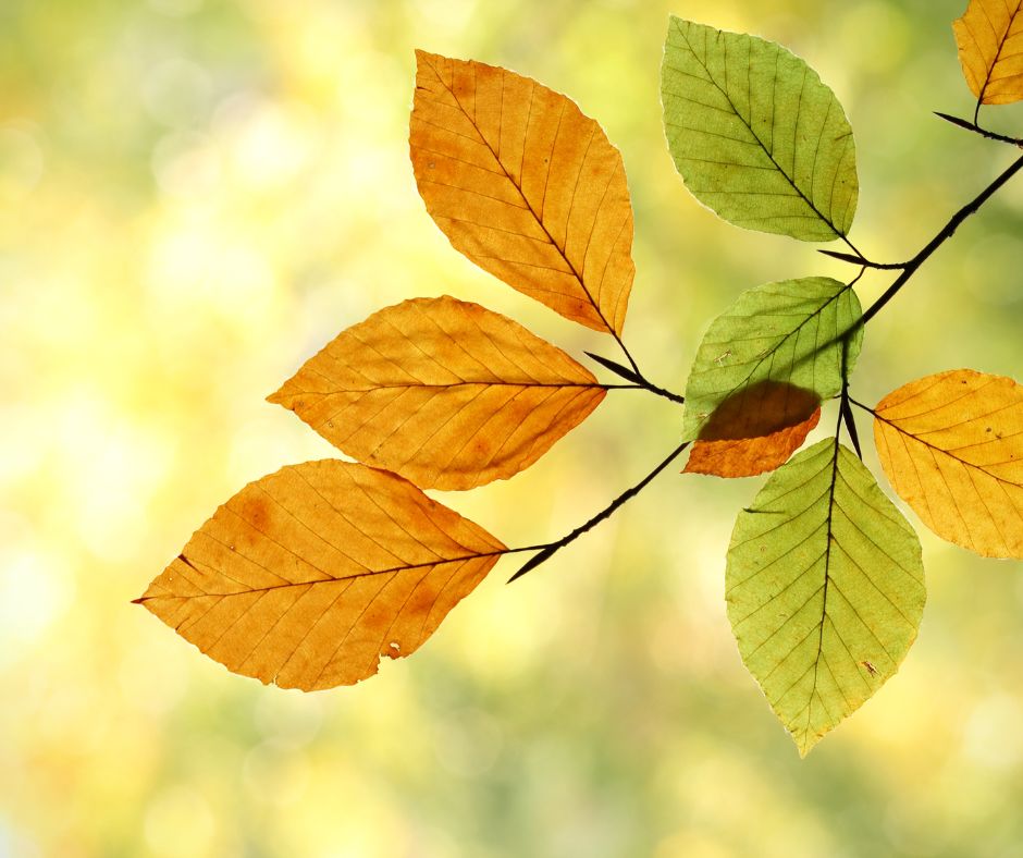 Feuilles d'automne