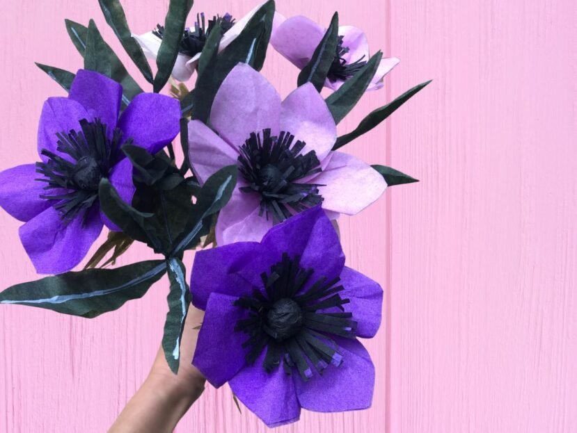 anémones violettes