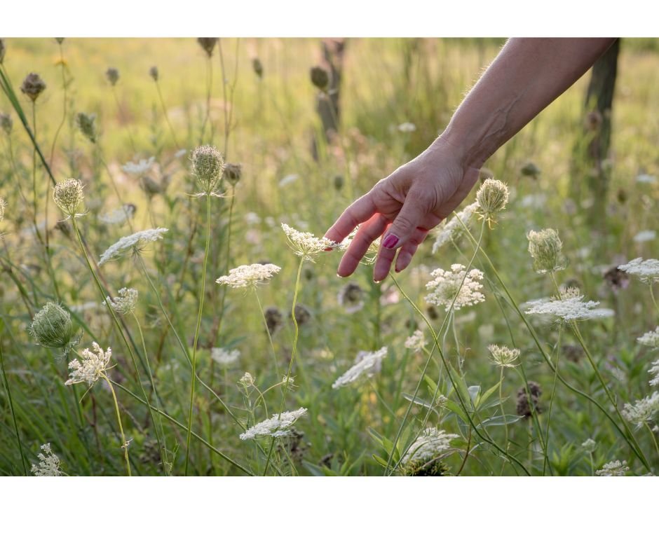 observer les fleurs
