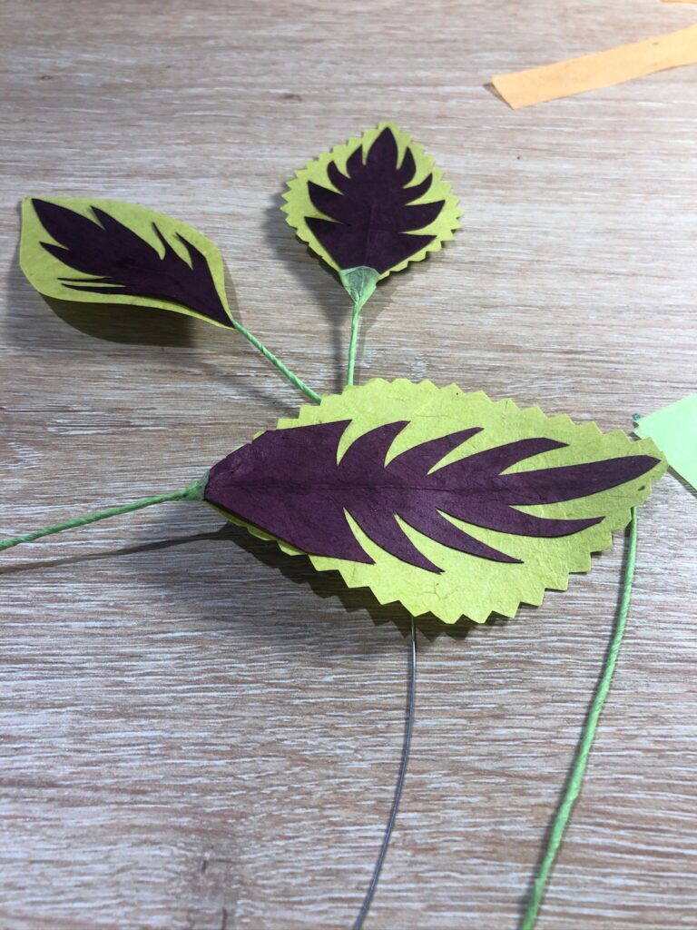 test de feuillage coléus