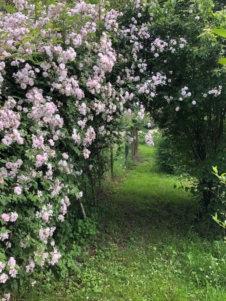 rosier liane au jardin